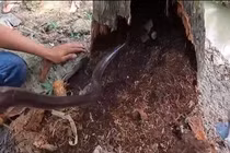 Video: Bắt ổ rắn khủng "bá chủ" bên trong gốc cây dừa mục