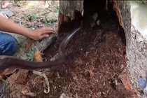Video: Bắt ổ rắn khủng "bá chủ" bên trong gốc cây dừa mục