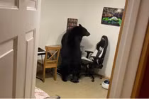 Giật mình nhìn thấy gấu đi lang thang vào nhà, phá nát màn hình máy tính