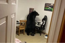 Giật mình nhìn thấy gấu đi lang thang vào nhà, phá nát màn hình máy tính