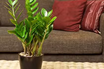 Cây kim tiền trong phong thủy