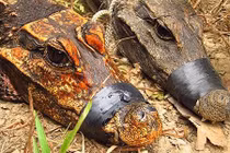 Phát hiện cá sấu màu cam sống trong hang động