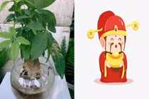 Những loại cây phong thủy chỉ cần nước là sống, giúp tích tài tụ lộc