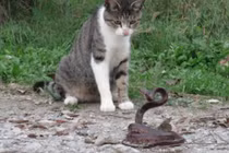 Video: Mèo nhà rủ nhau trêu rắn độc và cái kết 