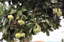 Video: Tuyệt kỹ ươm bàng vuông thu lời cả trăm triệu trên đảo Lý Sơn