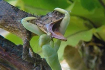 Video: Bọ ngựa tung đòn hiểm kẹp cổ kỳ nhông rồi ăn thịt 