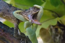 Video: Bọ ngựa tung đòn hiểm kẹp cổ kỳ nhông rồi ăn thịt 