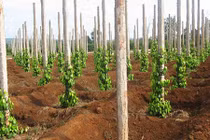 "Chết đứ đừ" vì trót đổ tiền tỷ vào canh bạc hồ tiêu