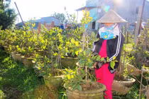 Thủ phủ mai miền Trung trắng đêm canh hoa nở đúng tết