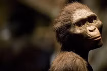 Chiêm ngưỡng hàm răng 9,7 triệu năm tuổi vừa được phát hiện