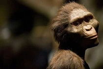 Chiêm ngưỡng hàm răng 9,7 triệu năm tuổi vừa được phát hiện