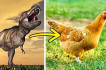 Tổ tiên của gà là khủng long và loạt sự thật đáng kinh ngạc được hé lộ