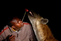 Gặp gỡ người đàn ông bón cho thú hoang ăn bằng miệng