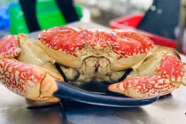 Cua Úc khổng lồ, đi máy bay về chợ Tết