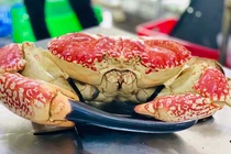 Cua Úc khổng lồ, đi máy bay về chợ Tết