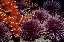 Sự thật bất ngờ về quả cầu gai biết di chuyển dưới biển