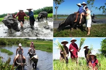 Rủ Tây ra đồng cưỡi trâu, dân Hội An thu tiền đô