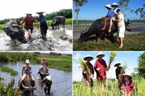 Rủ Tây ra đồng cưỡi trâu, dân Hội An thu tiền đô