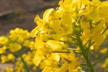 Sinh trúng ngày Âm này, chỉ cần không lười biếng sau tuổi 40 ắt giàu 