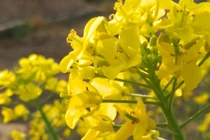 Sinh trúng ngày Âm này, chỉ cần không lười biếng sau tuổi 40 ắt giàu 