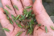 Loại côn trùng nhiều người xua đuổi, nay được nhà giàu lùng mua