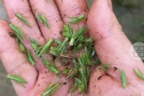 Loại côn trùng nhiều người xua đuổi, nay được nhà giàu lùng mua