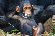 Video: Những khoảnh khắc "tấu hài" dễ thương của các loài động vật