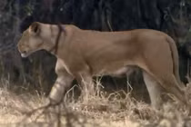 Video: Hươu cao cổ đá văng sư tử, tạo ra màn thoát chết ngoạn mục