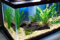 Video: Cách đặt bể cá chuẩn phong thủy cho 12 con giáp