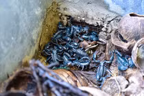 "Ghê ghê" trong trang trại nuôi hơn 20.000 con côn trùng ở Hà Nội