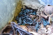 "Ghê ghê" trong trang trại nuôi hơn 20.000 con côn trùng ở Hà Nội