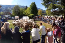 Video: Thiếu chỉ tiêu, trường tiểu học Pháp tuyển thêm 15 học sinh cừu