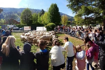 Video: Thiếu chỉ tiêu, trường tiểu học Pháp tuyển thêm 15 học sinh cừu