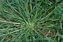 Thứ cỏ dại mọc đầy ở Việt Nam, trước chẳng ai ăn giờ tiền triệu