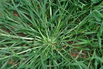 Thứ cỏ dại mọc đầy ở Việt Nam, trước chẳng ai ăn giờ tiền triệu