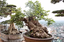 Đại gia Việt vung triệu đô mua cây cảnh chứng tỏ độ "ngông"