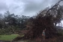 Video: Siêu bão nhổ, cuốn bay cây cổ thụ ở Australia