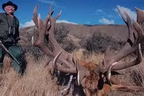 Thợ săn đang nhắm bắn sư tử thì bị bắn chết tại chỗ