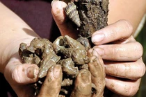 Nghề lạ: Nuôi ốc "leo cây", ăn bã bùn, thu vài trăm ngàn/ngày