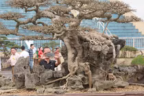 Dành 10 năm biến cây sanh "xấu xí" thành tác phẩm nghìn đô