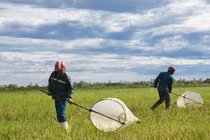 Trời nắng 40 độ ra đồng săn 'con cốm', kiếm tiền triệu mỗi ngày