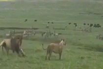 Video chó dũng cảm xua đuổi cặp sư tử đang giao phối