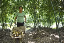 Phát hờn chuyện trồng tre lục trúc cho thu nhập 70 triệu đồng/tháng