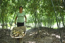 Phát hờn chuyện trồng tre lục trúc cho thu nhập 70 triệu đồng/tháng