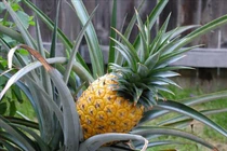 Quả dứa có giá hơn 300 triệu, vì sao "chát" vậy?