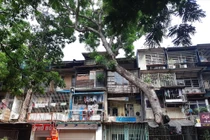 Mùa mưa bão, dân lo nơm nớp với cổ thụ mọc xuyên mái nhà ở khu tập thể cũ