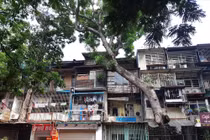 Mùa mưa bão, dân lo nơm nớp với cổ thụ mọc xuyên mái nhà ở khu tập thể cũ