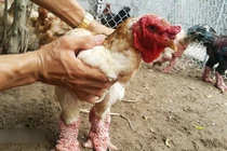 Sở hữu gà nghìn đô, trai trẻ chiều hơn người yêu