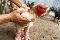 Sở hữu gà nghìn đô, trai trẻ chiều hơn người yêu