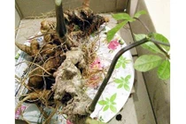 Ngỡ ngàng củ sâm Ngọc Linh khổng lồ giá nửa tỷ